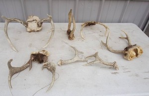 lot 68 image: Hunting...Six Antler Sets