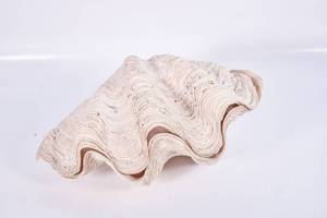 lot 124 image: Clam Shell