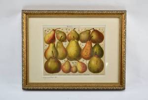 lot 241 image: Antique German Pear Print