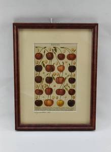 lot 280 image: Antique German Cherry Print