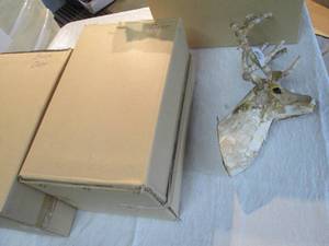 lot 50 image: Lot of 3 antlered deer heads made f...