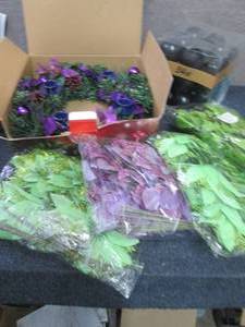 Centerpiece, Poinsettia Dcor, Bal...