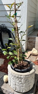 lot 22 image: Cement Planter with Mandevilla Plant