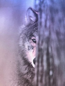 lot 80 image: Large Grey Wolf Framed Poster by JIM BRANDENBURG