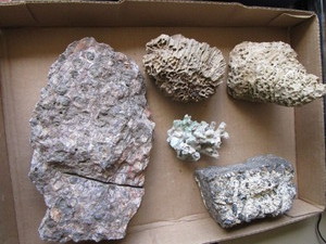Fossils & Coral