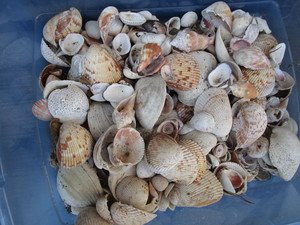 Seashells