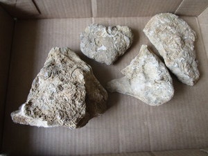 Fossils
