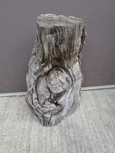 Live Edge Burl Stump