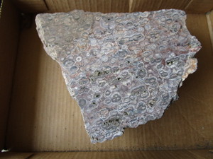 Fossil Slab Specimen