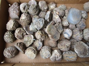Thunder Eggs
