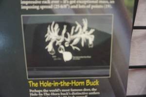 lot 64 image: DeerCals White Tail Trophy Buck Large Decal The Hole In The Horn Buck