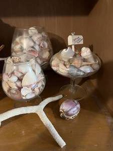 Lot of Sea Shells