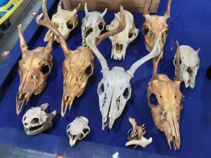 Deer heads and other skulls