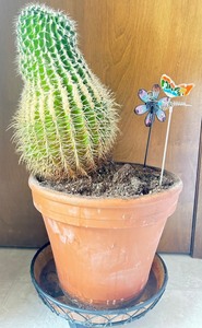 lot 72 image: Botanical Cactus with Planter