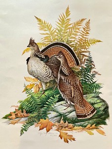 lot 176 image: Limited Edition Ruffed Grouse Unframed Print by Roger Tory Peterson