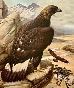 lot 46A image: Limited Edition Golden Eagle Unframed Print by Roger Tory Peterson