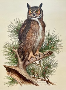 lot 79A image: Limited Edition Great Horned Owl Unframed Print by Roger Tory Peterson