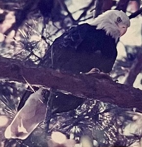 lot 457 image: Beautiful Bald Eagle Framed Photograph Print