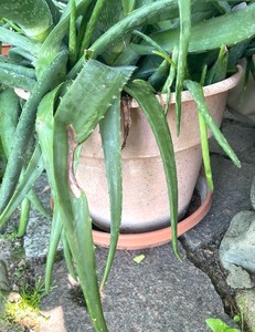 lot 26A image: Amazing 30 Year old Aloe Plant