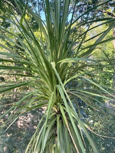 lot 11C image: Stunning Spike Tree
