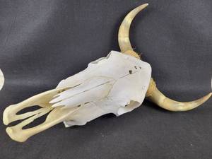 lot 956 image: Steer Skull with Horns