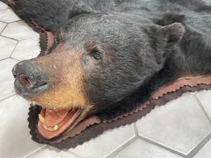 lot 100 image: Black Bear Taxidermy Rug - 73 Long