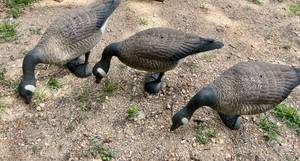 lot 9 image: Lot of Sportplast Rubber Canada Geese Hunting Decoys - Feeding
