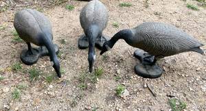 lot 11 image: Lot of 3 Full Body Canada Goose Hunting Decoys
