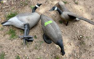 lot 12 image: Lot of 3 Canada Goose Hunting Decoys ( 1 Flying 1 Standing 1 Feeding ) with Anchors