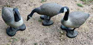lot 20 image: Lot of 3 Standing Canada Goose Hunting Decoys