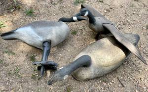 lot 21 image: Lot of 3 Canada Goose Hunting Decoys -Standing Flying & Floating
