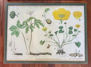 lot 306 image: Two Large Vintage Botanical Prints