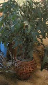 lot 57 image: Large Faux decorative tree with Wicker Rattan Basket