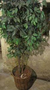 lot 65 image: Decorative Faux tree in basket