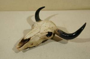 Resin Buffalo Horned Skull