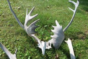 lot 47 image: CARIBOU HORNS.