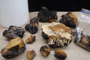 lot 56 image: 5 GAL BUCKET OF CHAGA