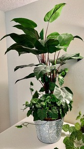 lot 38 image: 2 Faux Plants with Planters