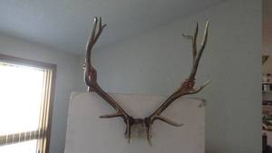 lot 212 image: Large Elk Rack 6 x 6