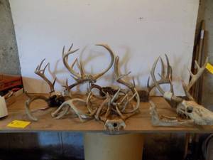 lot 34 image: Lot of Antlers