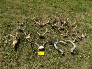 lot 454 image: Large lot of premium Horns