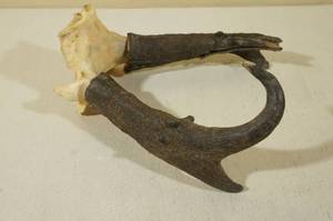 lot 32 image: Thick Buck Pronghorn Antelope Horns