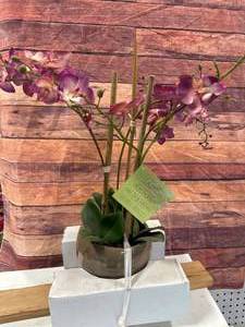 Life Like Orchid Arrangement