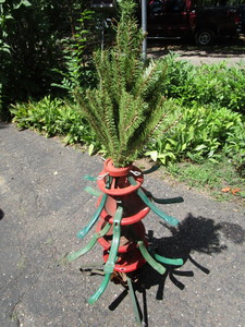 lot 42 image: Artificial Tree, Stands