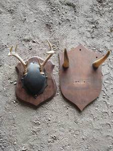 Mounted Horns & Antlers