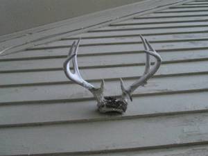 lot 363 image: Deer antlers