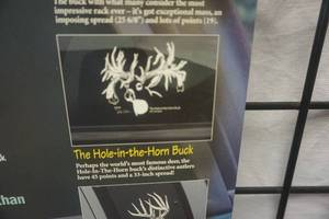 lot 26 image: DeerCals White Tail Trophy Buck Large Decal The Rath Buck