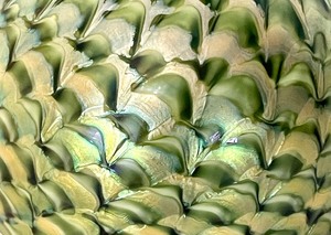 lot 489 image: Iridescent Glass Lamp Shade