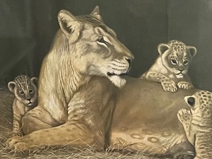 lot 248 image: Vintage Framed Tiger and Cub Print by Alexander Pope