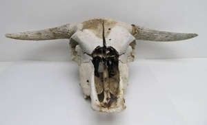 lot 18 image: Large Old Genuine Cow Skull